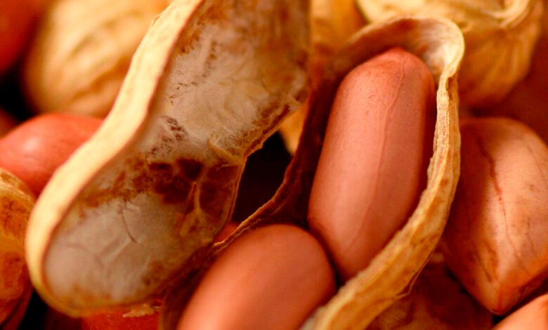 How Medical Science Fixed Its Biggest Mistake About Peanut Allergies - Magazine How Medical Science Fixed Its Biggest Mistake About Peanut Allergies How Medical Science Fixed Its Biggest Mistake About Peanut Allergies